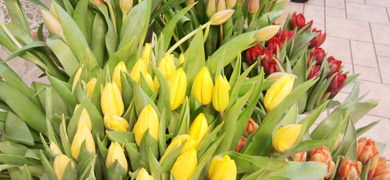 Tulpen